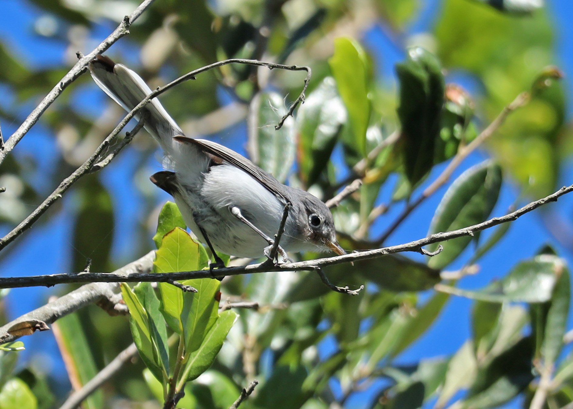 Blue-gray Gnatcatcher