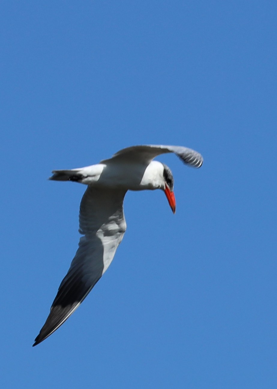 Caspian Tern
