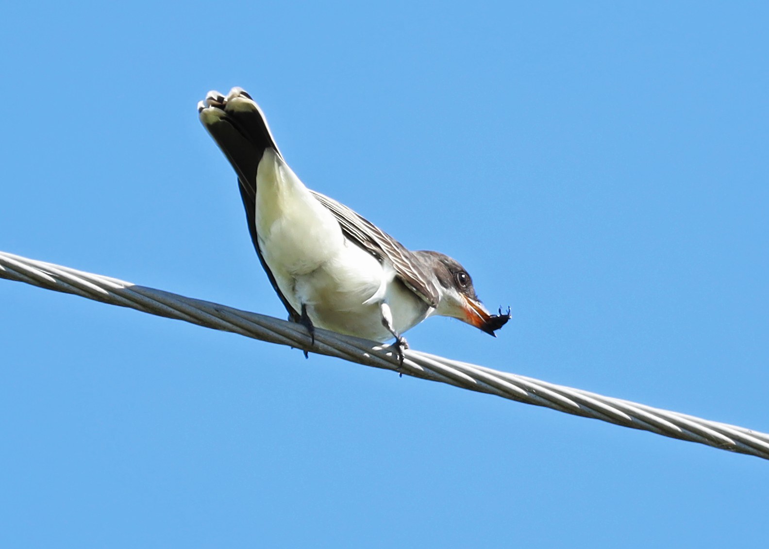 Eastern Kingbird