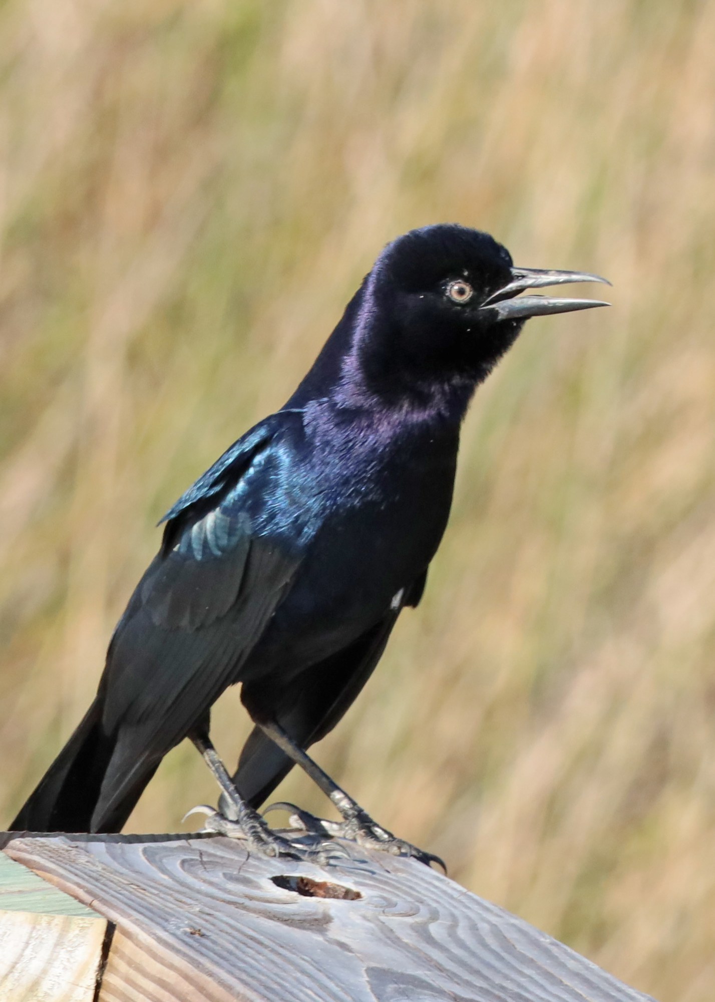Grackle