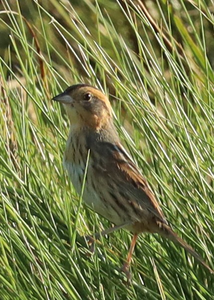 Nelson’s Sparrow