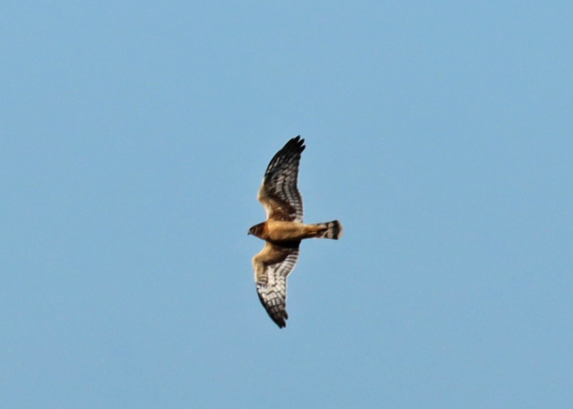 Northern Harrier