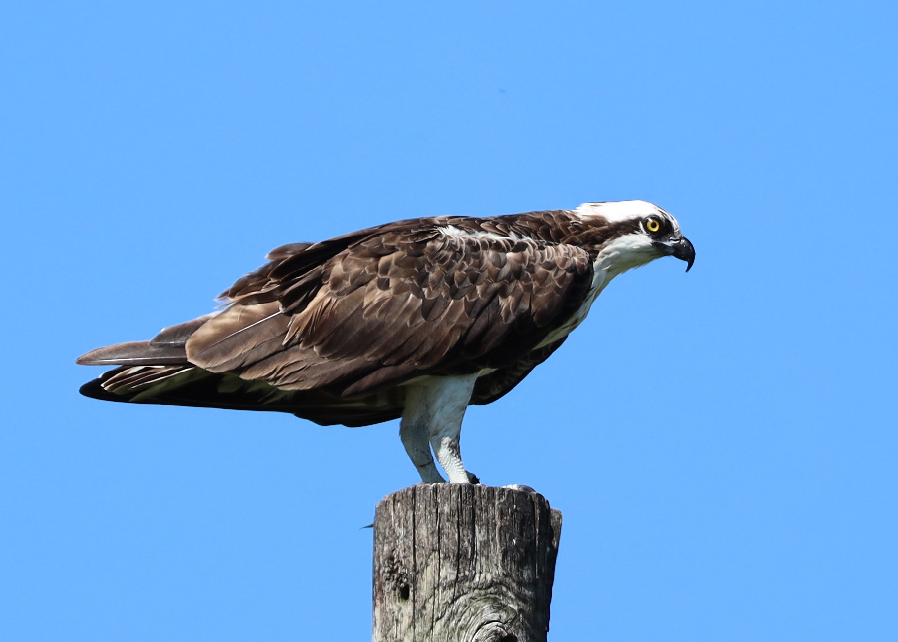 Osprey