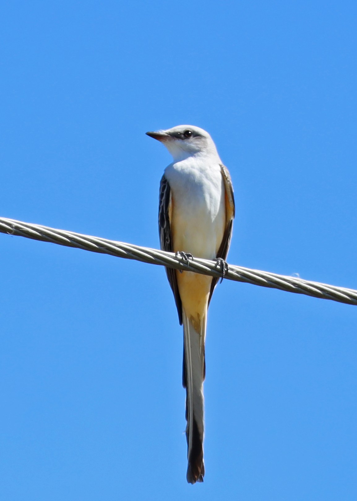 Scissor-tailed Flycatcher