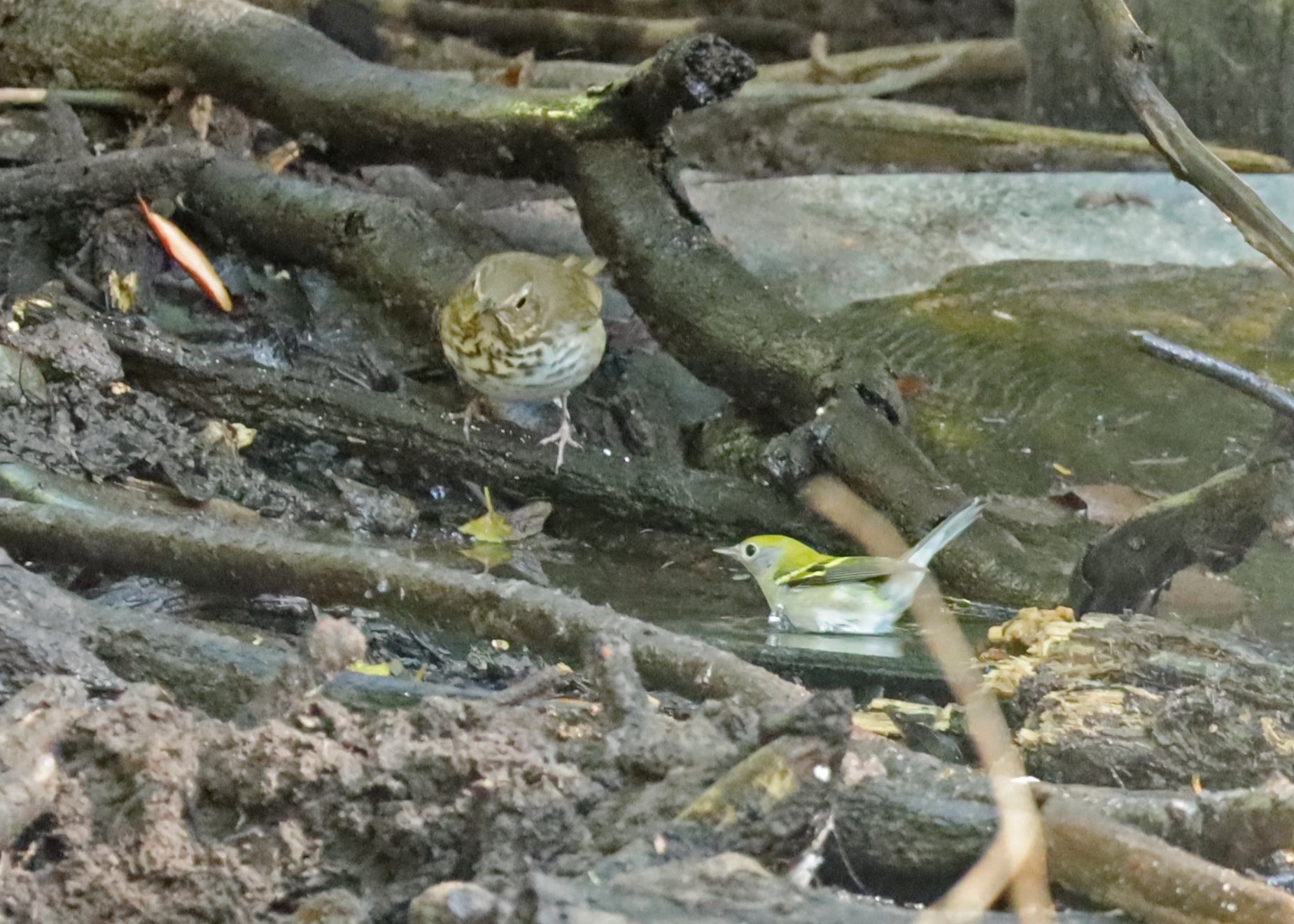 Swainson’s Thrush and Chestnut-sided Warbler