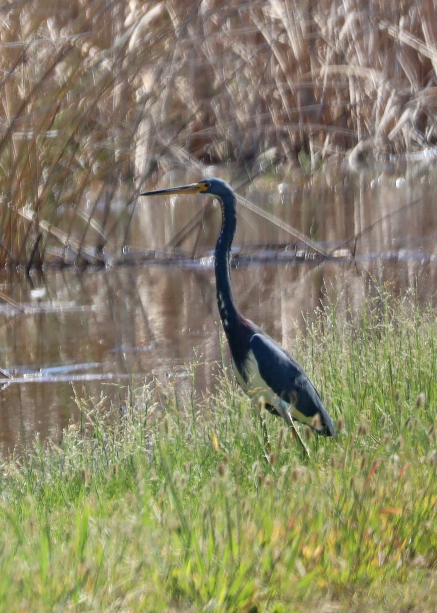 Tricolored Heron