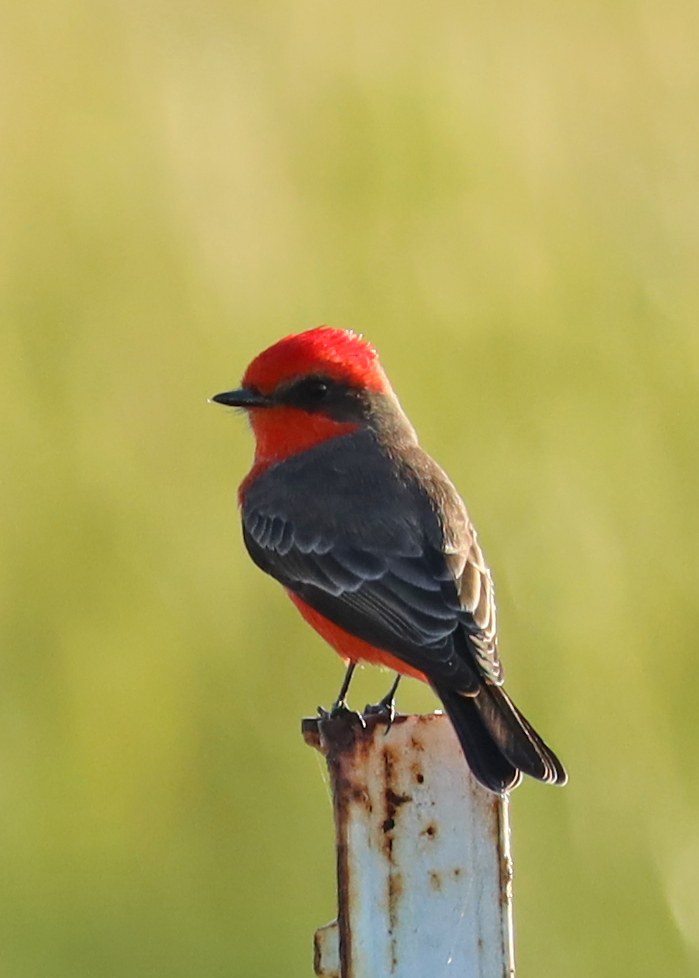 Vermilion Flycatcher