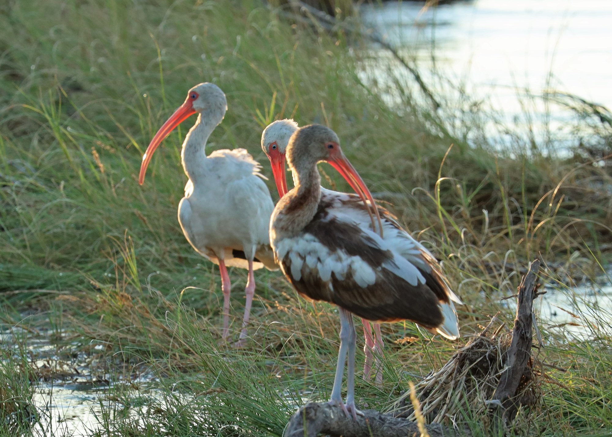 White Ibis
