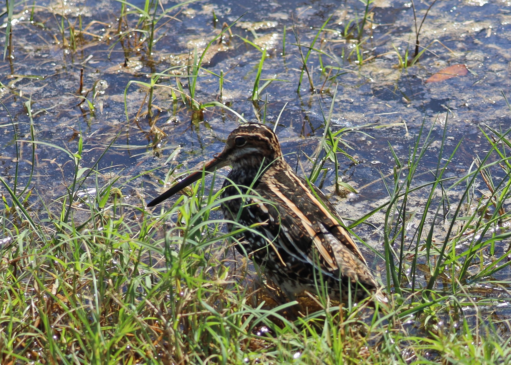 Wilson’s Snipe