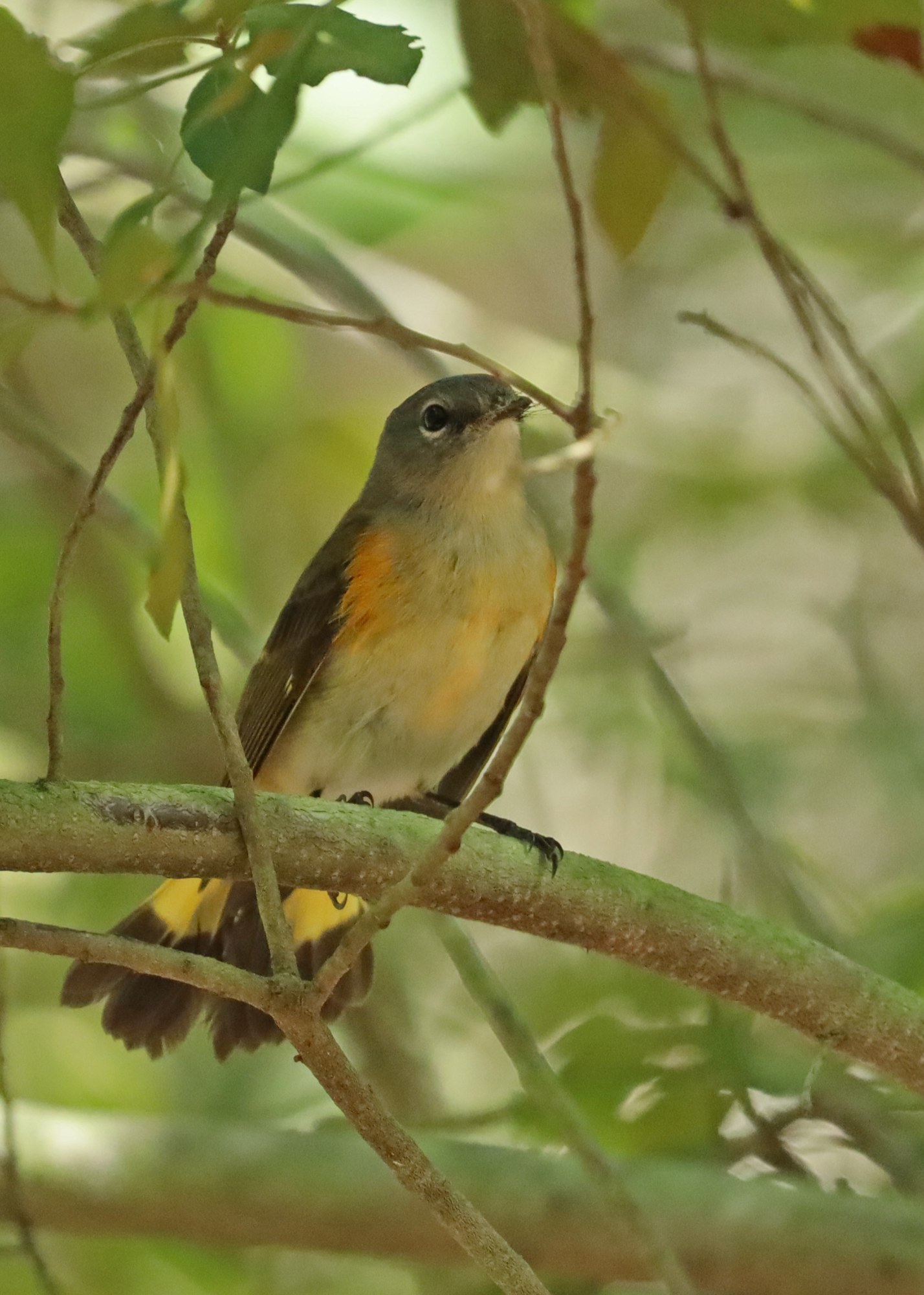 American Redstart