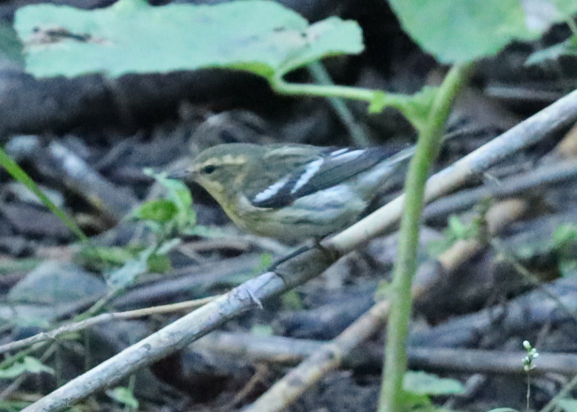 Blackburnian Warbler