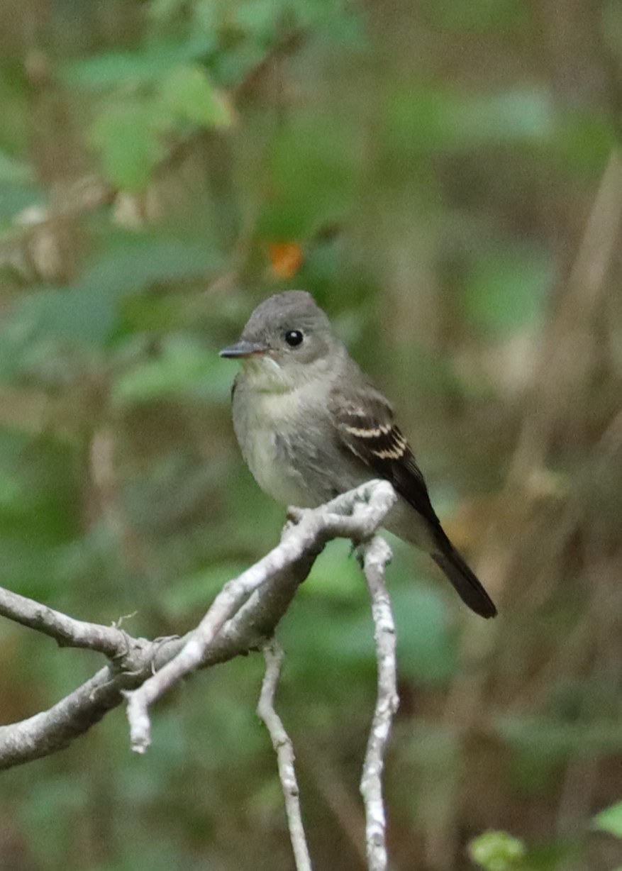 Eastern Wood-Pewee