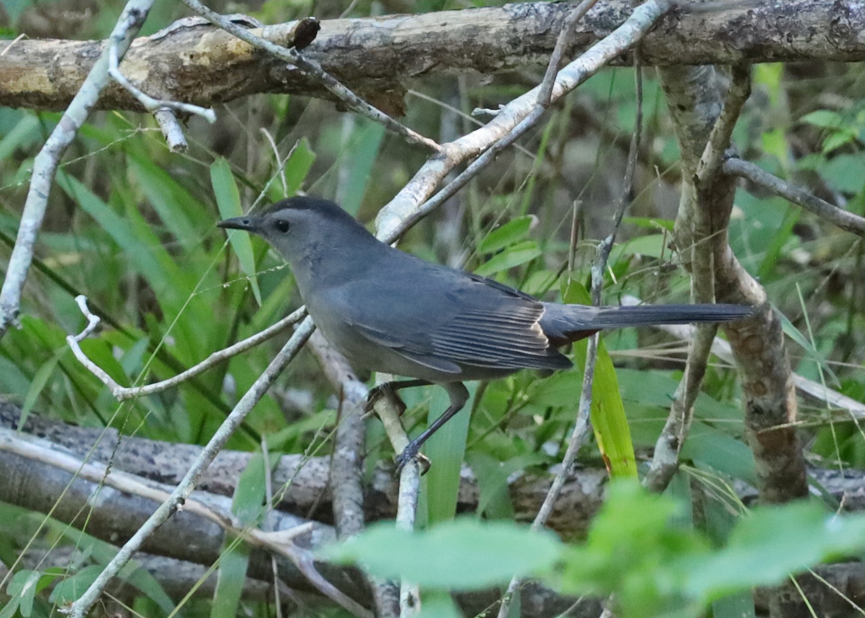 Gray Catbird