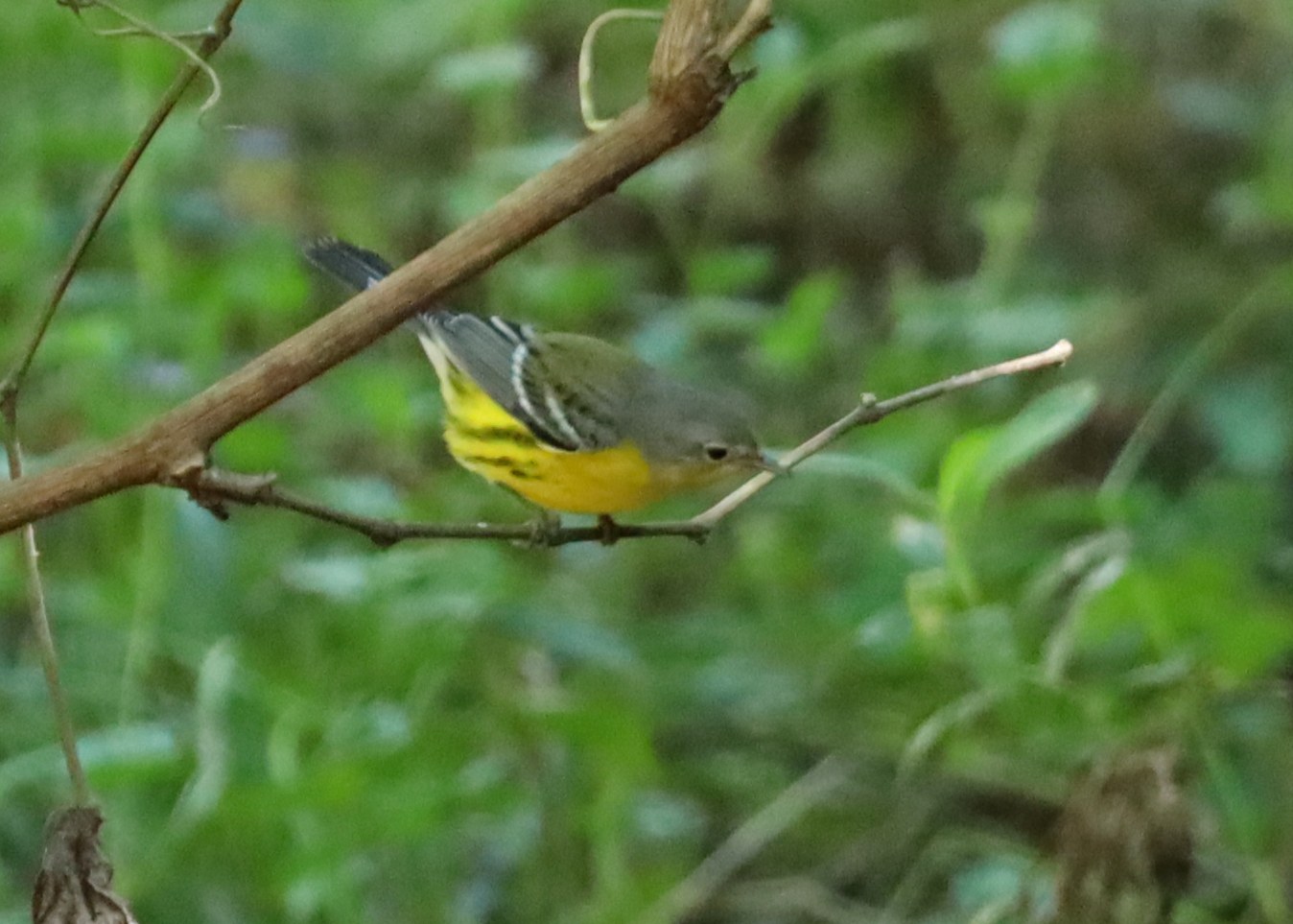 Magnolia Warbler