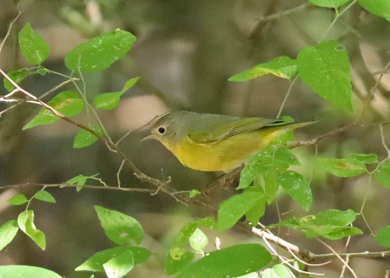 Nashville Warbler