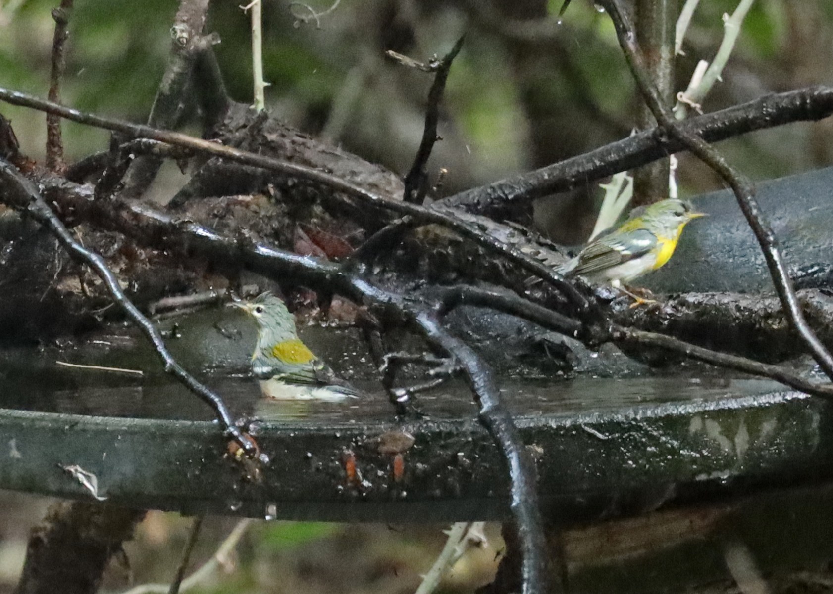 Northern Parula at the mister