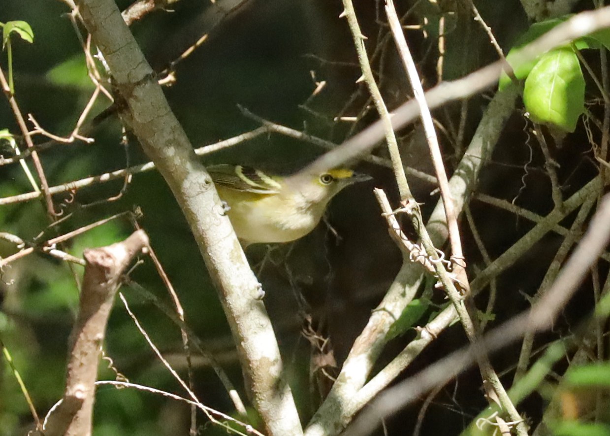 White-eyed Vireo