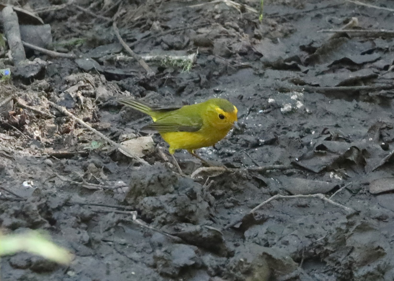 Wilson’s Warbler