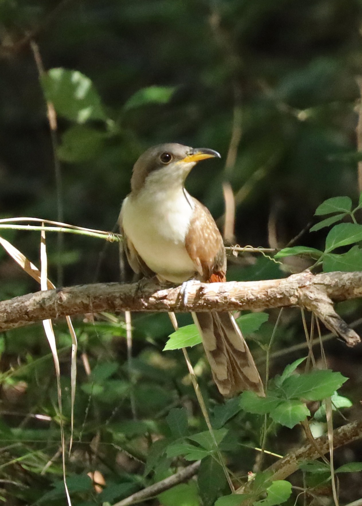 Yellow-billed Cuckoo
