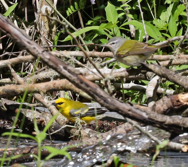 Blue-winged Warbler / Tennessee Warbler at Peveto Woods