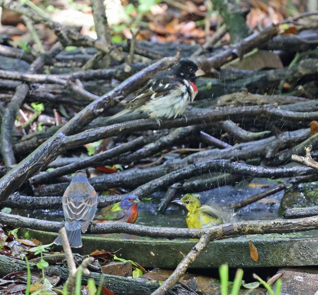 The Dripper at Peveto Woods