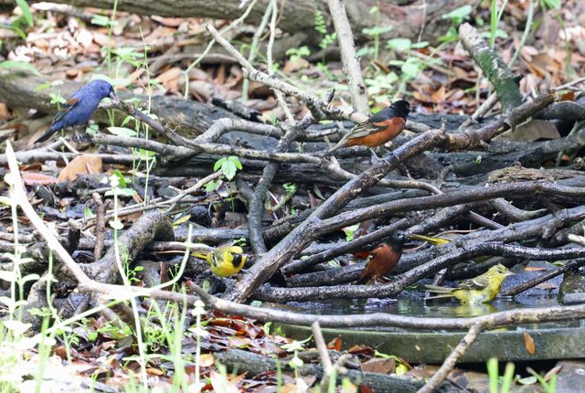 The Dripper at Peveto Woods