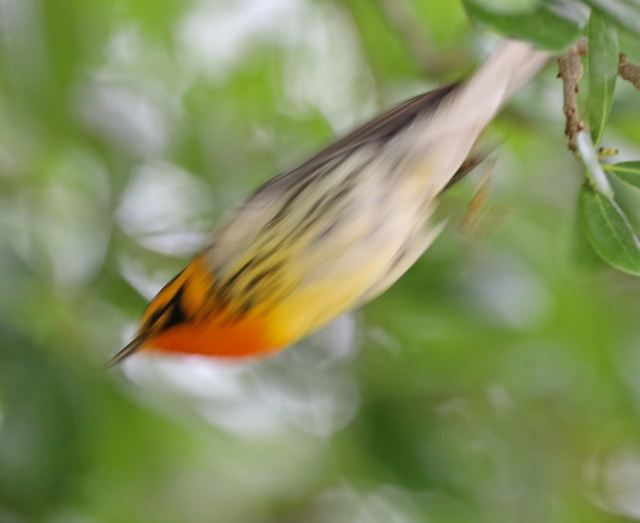 Blackburnian Warbler at Peveto Woods