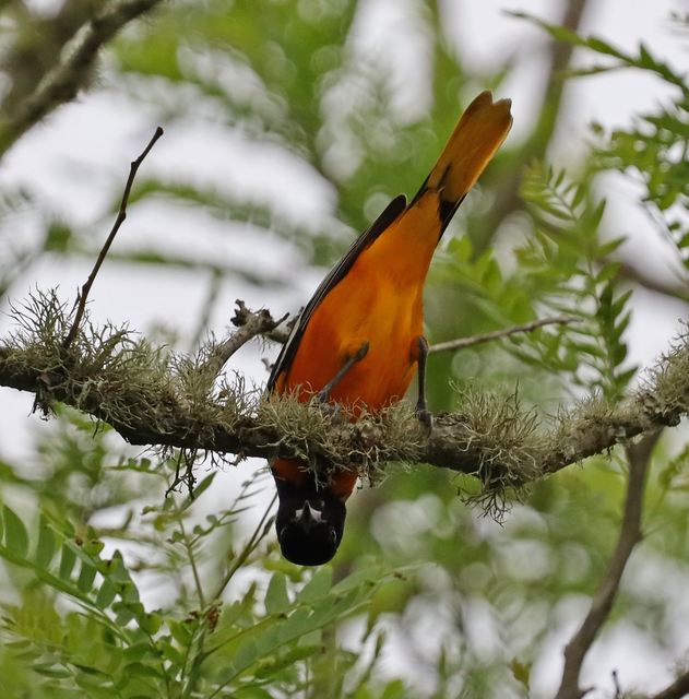 Baltimore Oriole at Peveto Woods