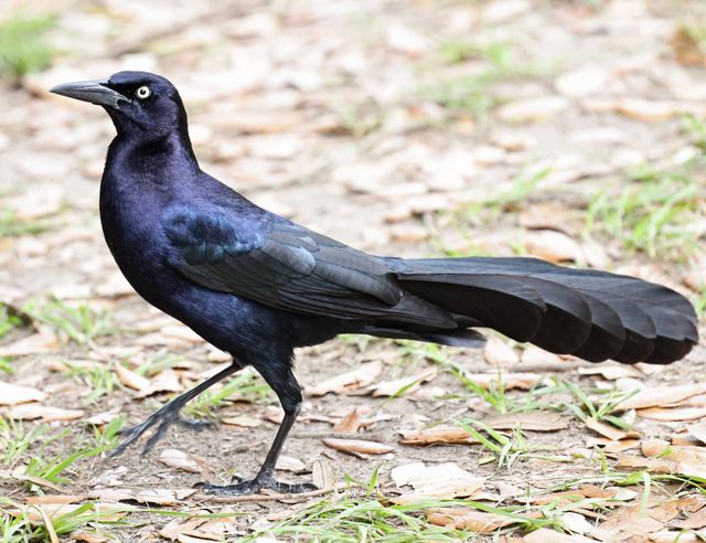 Great-tailed Grackle at Peveto Woods