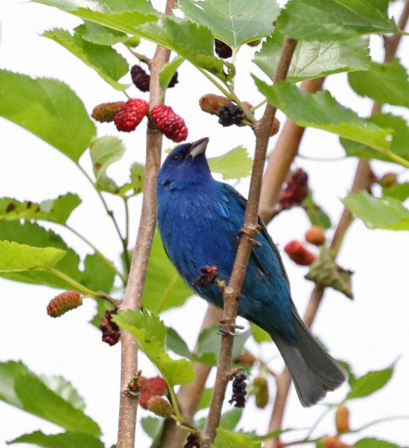 Indigo Bunting at Peveto Woods