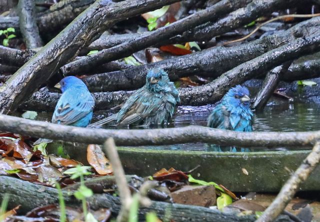 Indigo Bunting at Peveto Woods