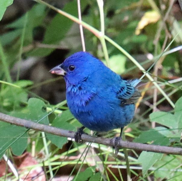 Indigo Bunting at Peveto Woods