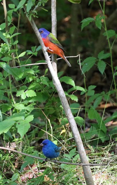 Indigo Bunting / Painted Bunting at Peveto Woods