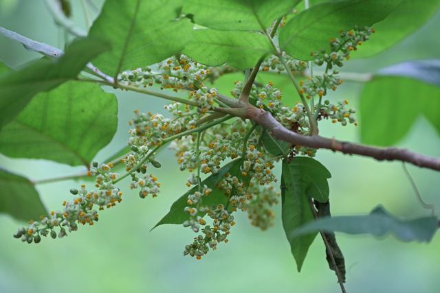 Woodland detail at Peveto Woods