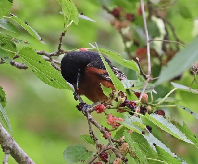 Orchard Oriole at Peveto Woods