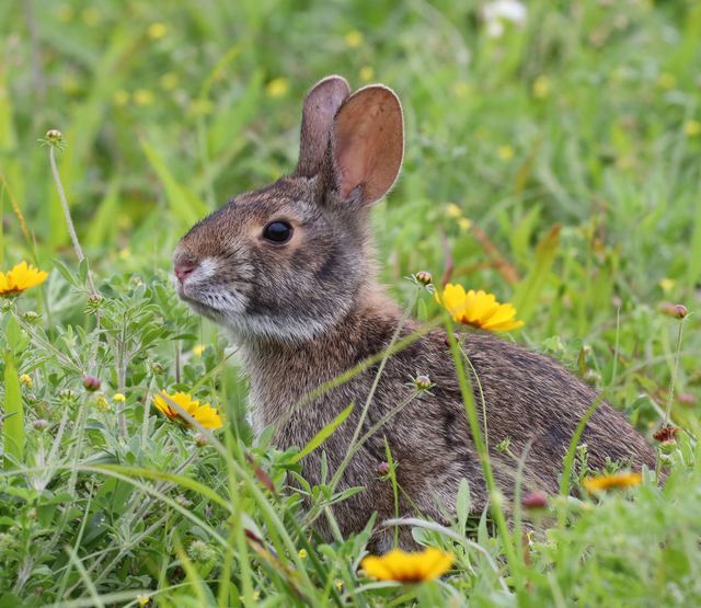 Rabbit at Peveto Woods at Peveto Woods