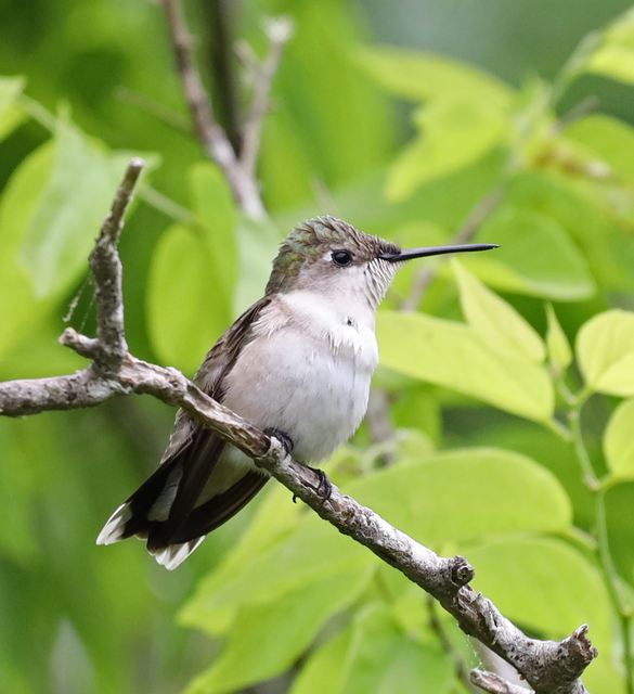 Ruby-throated Hummingbird at Peveto Woods