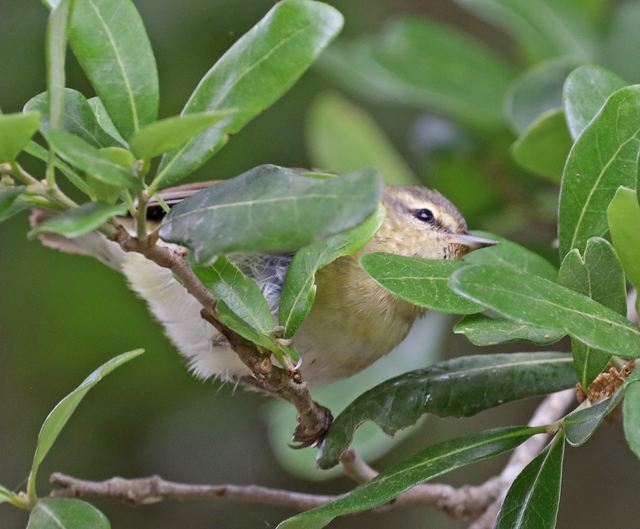 Tennessee Warbler at Peveto Woods