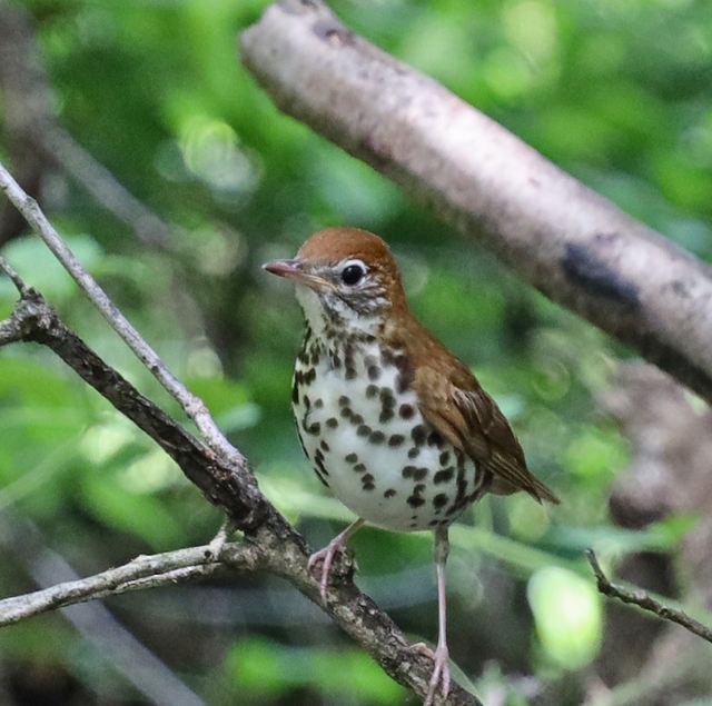 Wood Thrush at Peveto Woods
