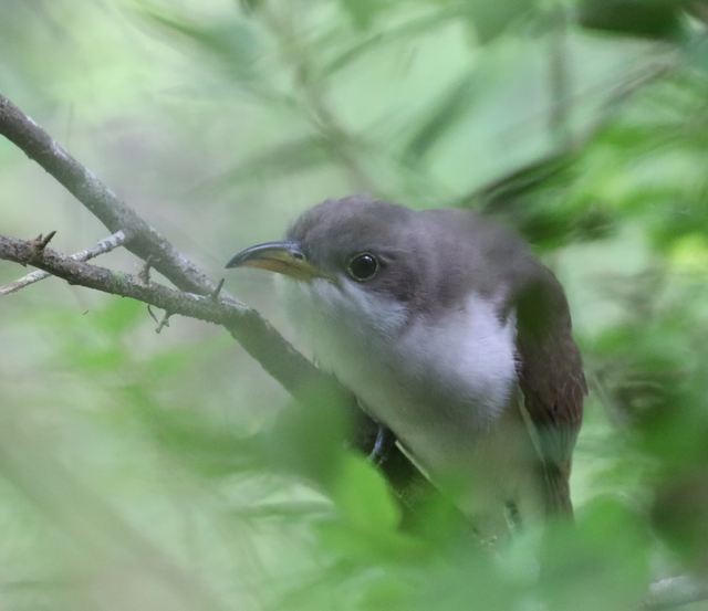 Yellow-billed Cuckoo at Peveto Woods