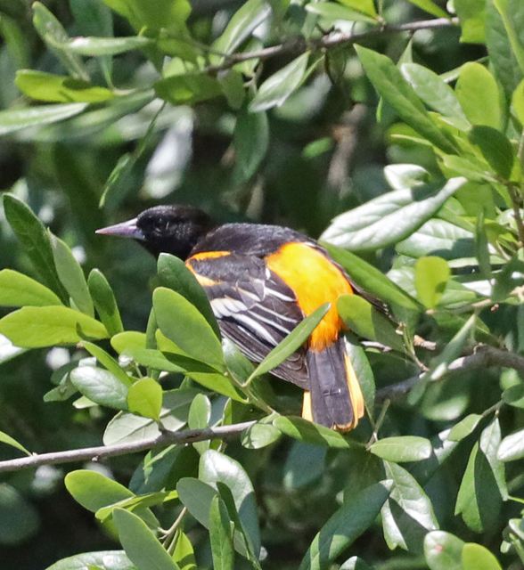 Baltimore Oriole at Peveto Woods