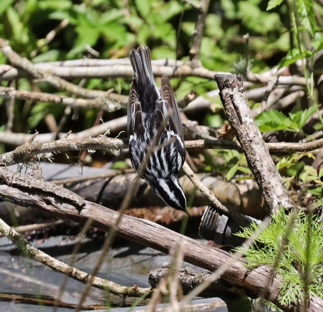 Black-and-white Warbler at Peveto Woods
