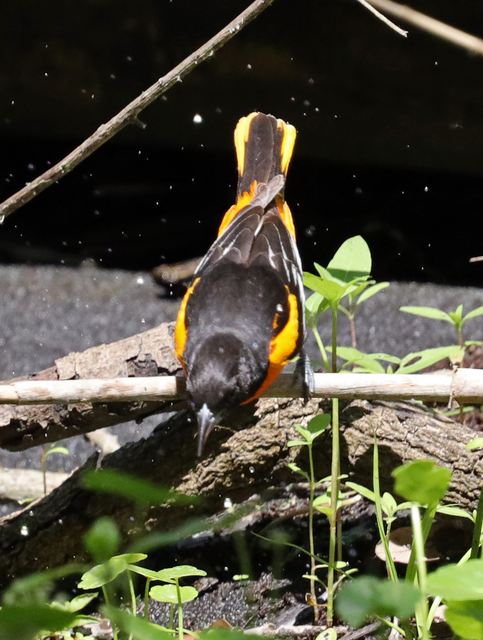 Baltimore Oriole at Peveto Woods