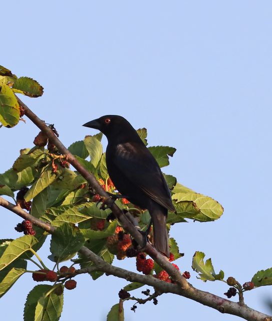 Brown-headed Cowbird at Peveto Woods