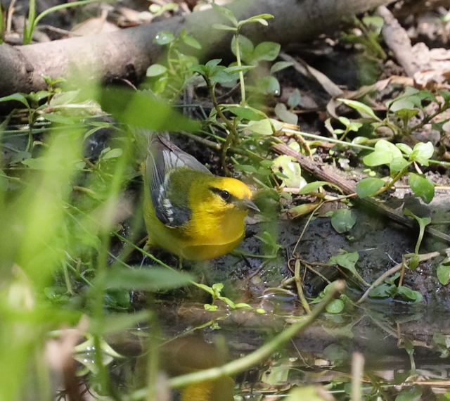 Blue-winged Warbler at Peveto Woods
