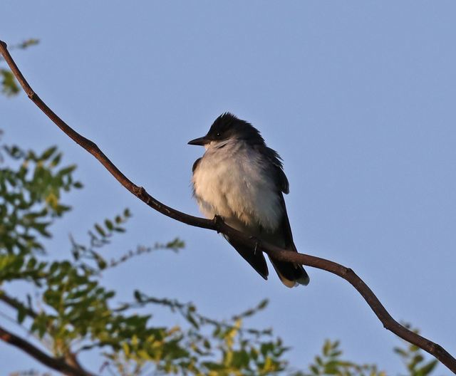 Eastern Kingbird at Peveto Woods