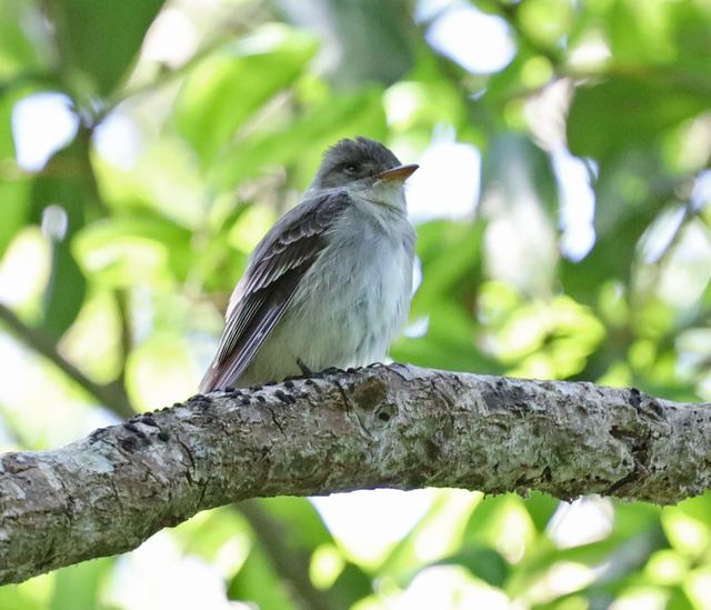 Eastern Wood-Pewee at Peveto Woods