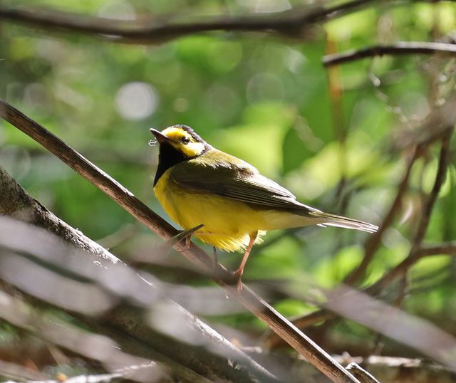 Hooded Warbler at Peveto Woods