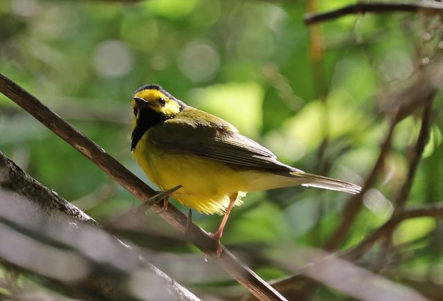 Hooded Warbler at Peveto Woods