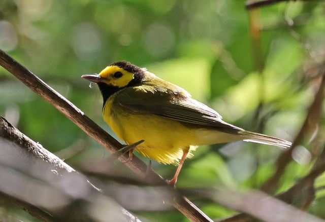 Hooded Warbler at Peveto Woods